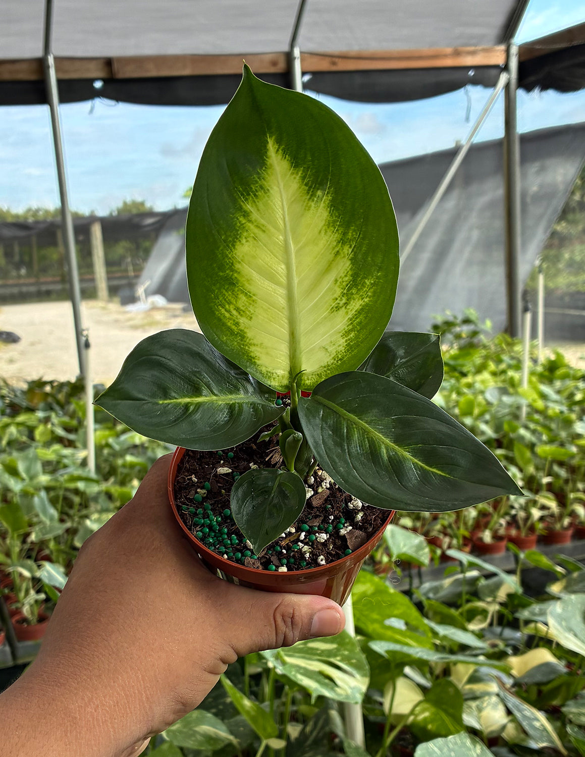 Plant Proper Dieffenbachia Tropic Marianne - Thumbnail 2