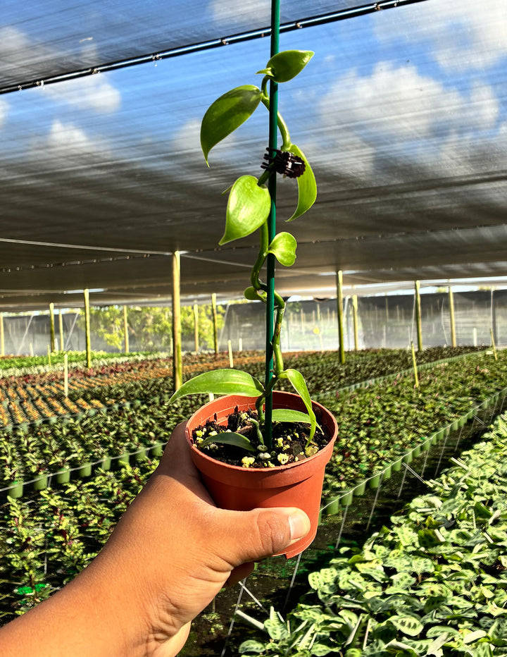 vanilla plant in pot Vanilla Orchid