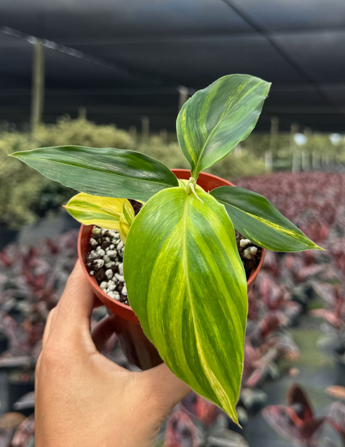 Large Shell Ginger Variegated Shell Ginger | Houseplants | Always Affordable at Plant Proper