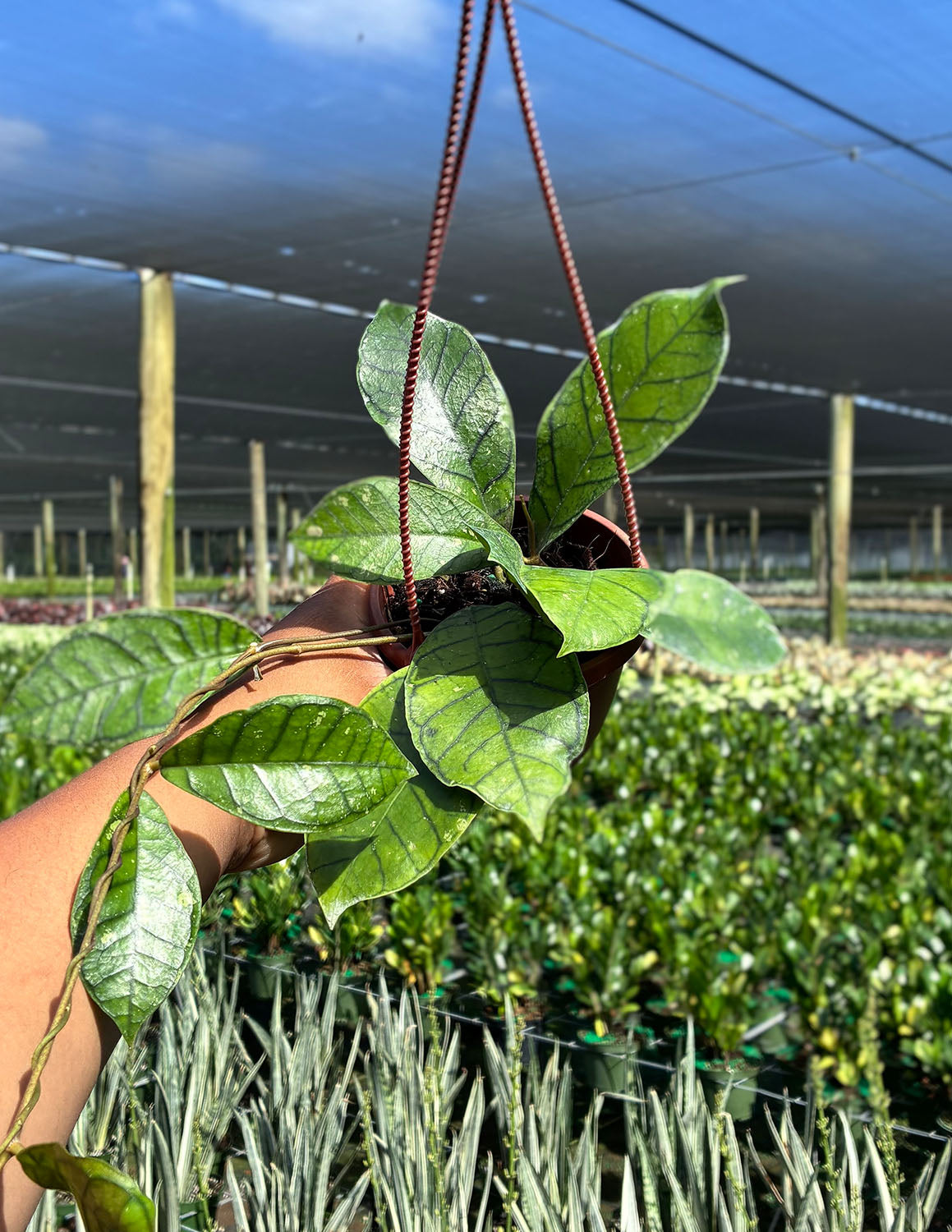 Hoya Callistophylla Vena | House Plants | Always Affordable at