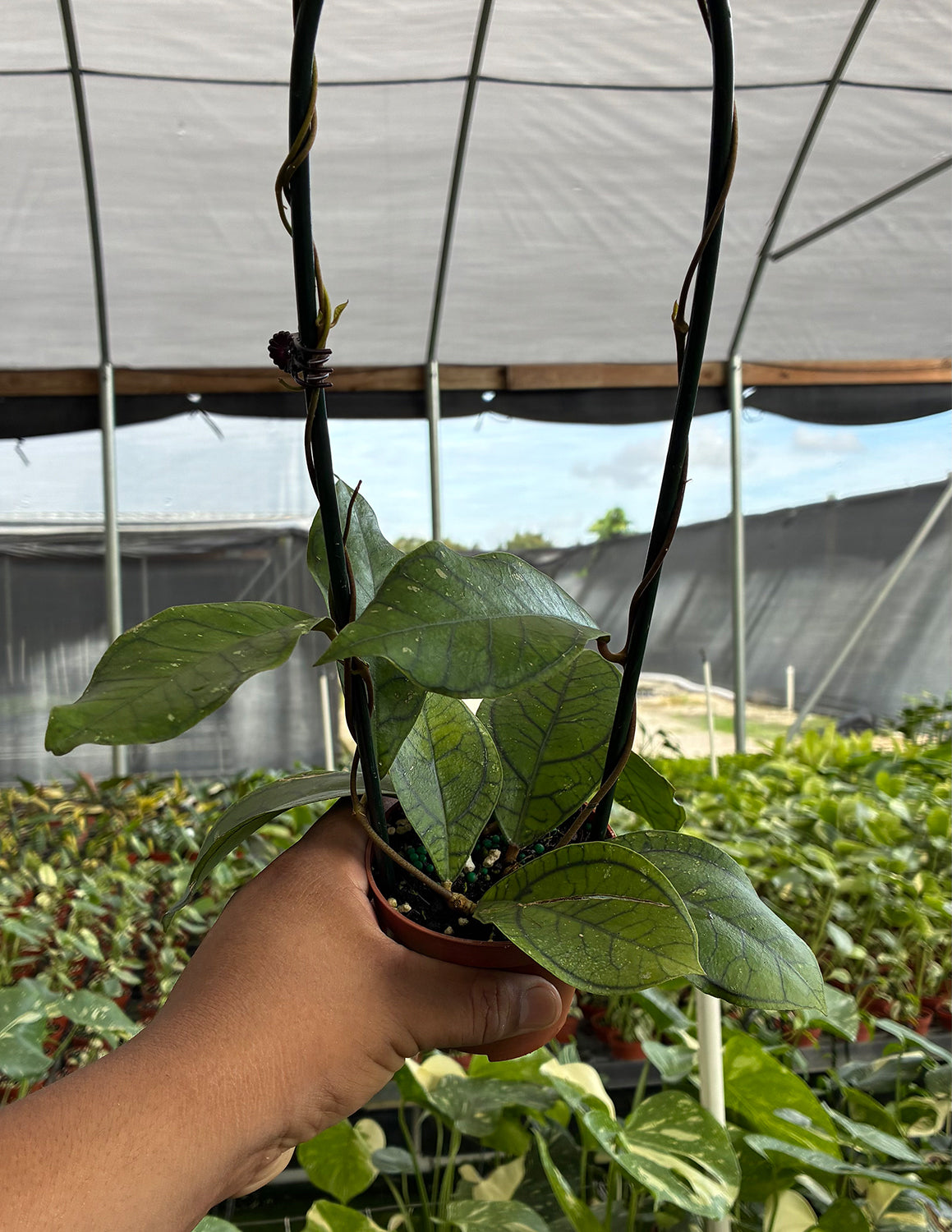 Hoya Callistophylla Vena | House Plants | Always Affordable at