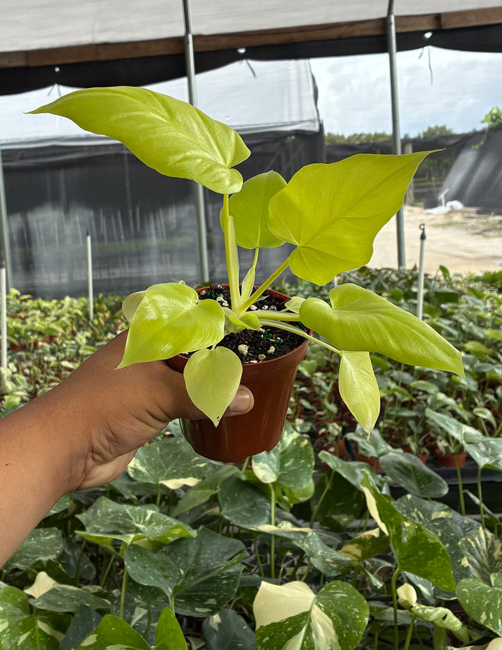 philodendron warszewiczii aurea Philodendron Warscewiczii Aurea