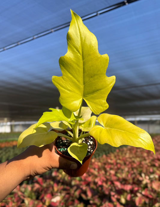 Philodendron Warscewiczii Aurea