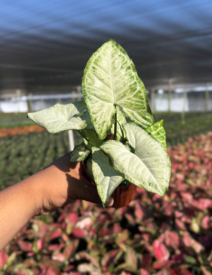 white butterfly house plant Syngonium White Butterfly | Arrowhead Plant