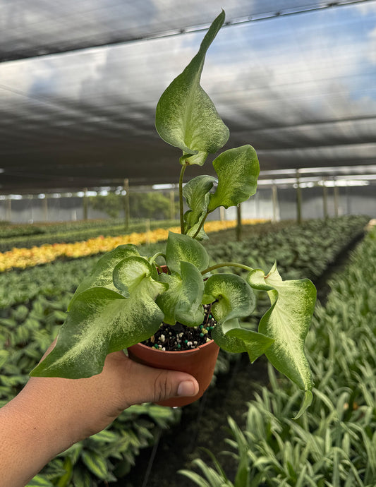 Caladium White Butterfly