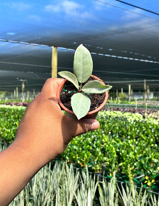 Hoya Wilbur Graves Silver