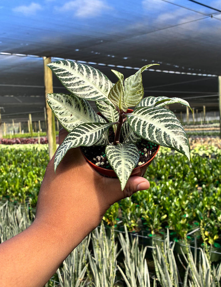 Zebra Plant | Houseplant