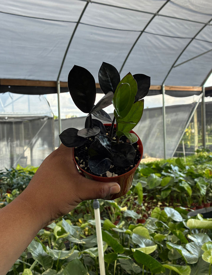 black zz plant pet safe ZZ Plant Oscura | Houseplant