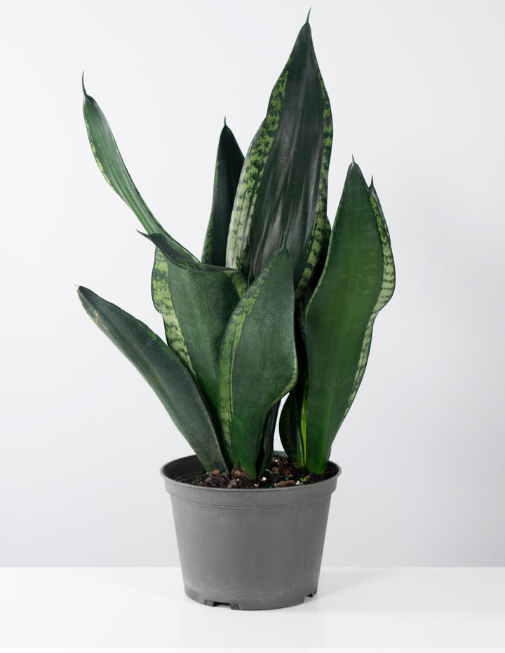 Sansevieria Silver Flame | Snake Plant