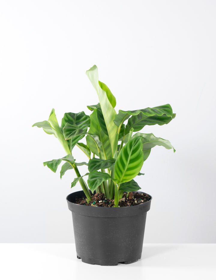prayer plant zebrina Calathea Zebrina | Prayer Plant