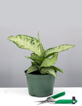 Dieffenbachia Memoria Corsii - House Plant - Indoor Plant - Plant Proper - 6"