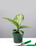 Dieffenbachia Memoria Corsii - House Plant - Indoor Plant - Plant Proper - 4"