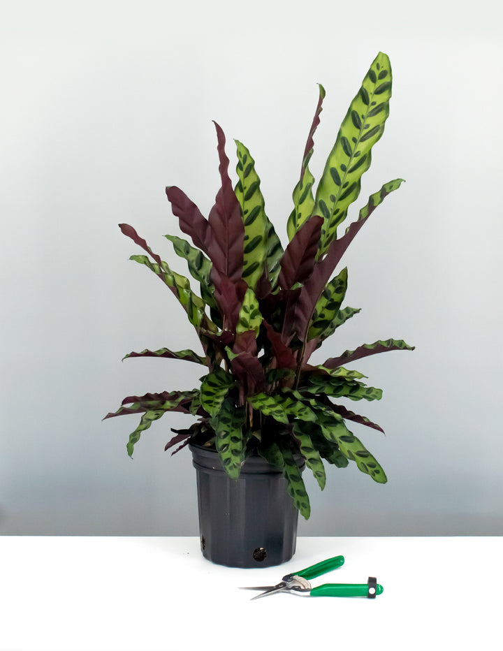 prayer plant rattlesnake Calathea Lancifolia