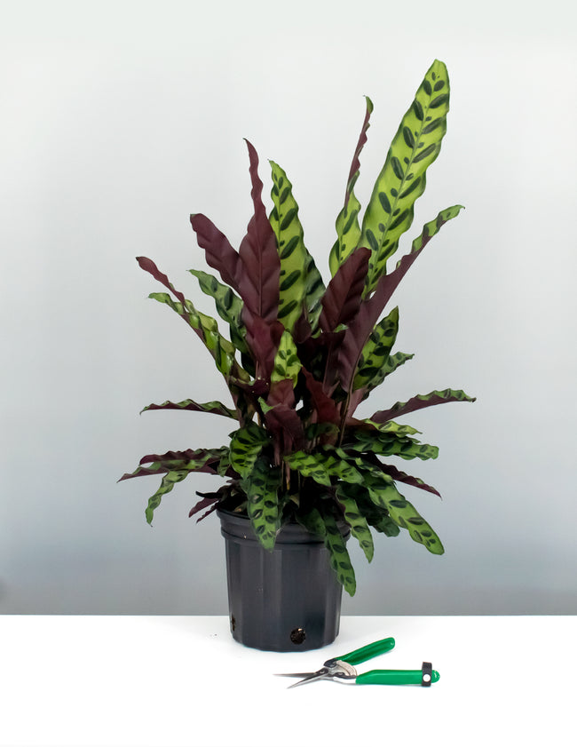 6" Calathea Lancifolia Premium  - Rattlesnake Prayer Plant - Plant Proper