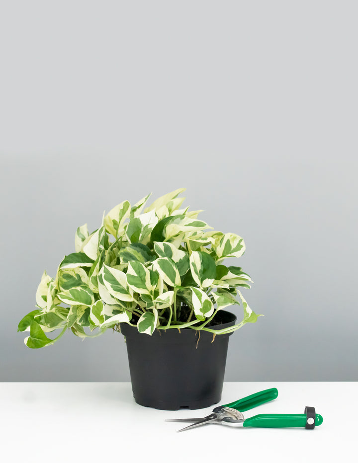 6" Pothos N’Joy - Scindapsus Aureum - Plant Proper