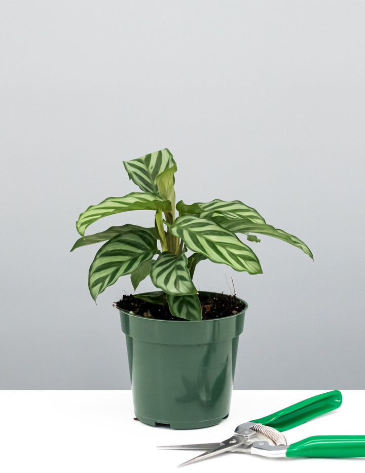 Calathea Freddie | Calathea Concinna