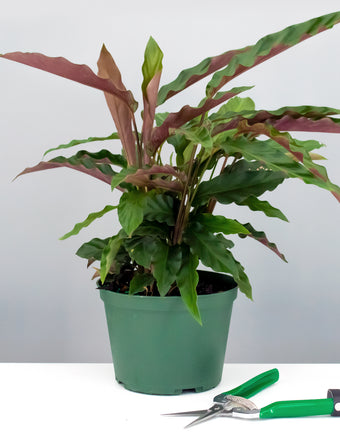 6" Calathea Rufibarba - Fuzzy Feathers - Plant Proper