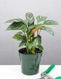 4" Calathea Exotica - Prayer Plant - Plant Proper