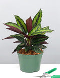 6" Calathea Beauty Star - Peacock Plant - Plant Proper