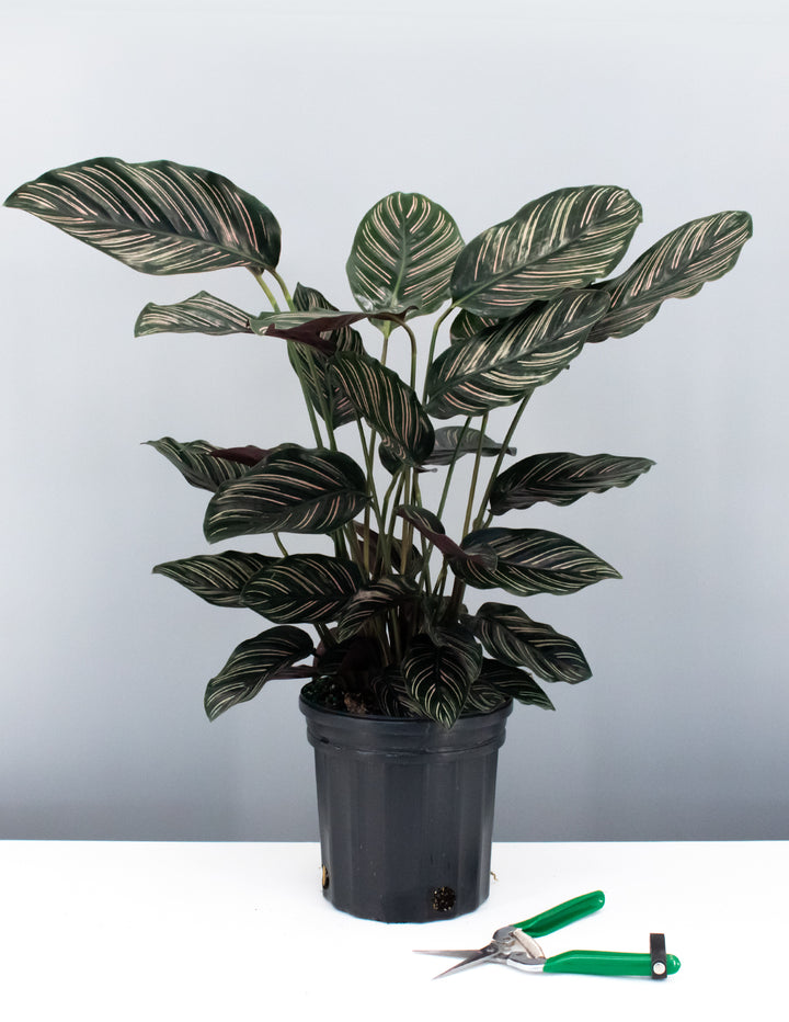 ornata prayer plant Calathea Ornata | Pinstripe Prayer Plant
