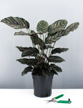 Calathea Ornata - Pinstripe Prayer Plant - Plant Proper - 6" Premium