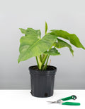 Philodendron Giganteum - House Plant - Indoor Plant - Plant Proper