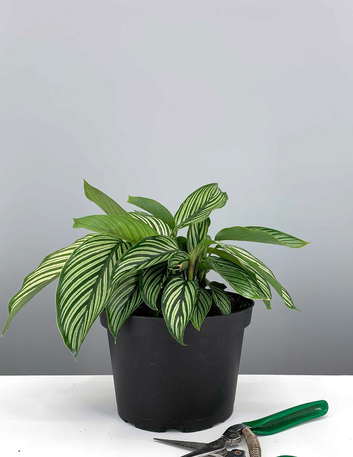 calathea vittata prayer plant Calathea Vittata
