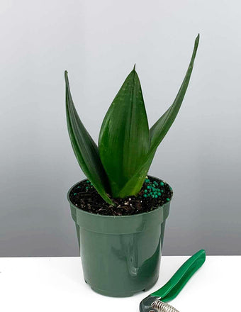 Sansevieria Black Dragon - Plant Proper - 4" Pot