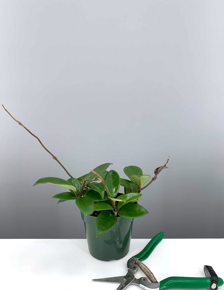 jade hoya plant Hoya Carnosa Green