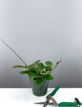 4" Hoya Carnosa Green - Jade Wax Plant - Plant Proper