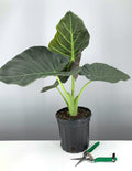 Alocasia Regal Shields - Elephant Ear - Plant Proper