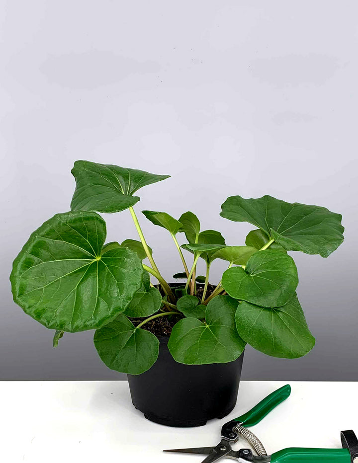 tractor seat plant indoors Tractor Seat Plant