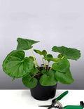 Tractor Seat Plant - Plant Proper
