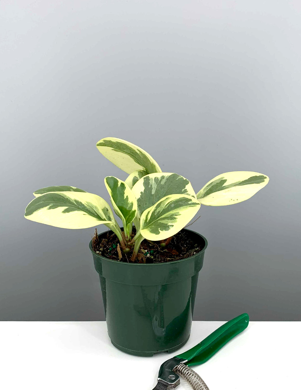 Variegated Peperomia | Houseplants | Always Affordable at
