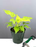 4" Philodendron Xanadu Neon - Philodendron Winterbourn - Plant Proper