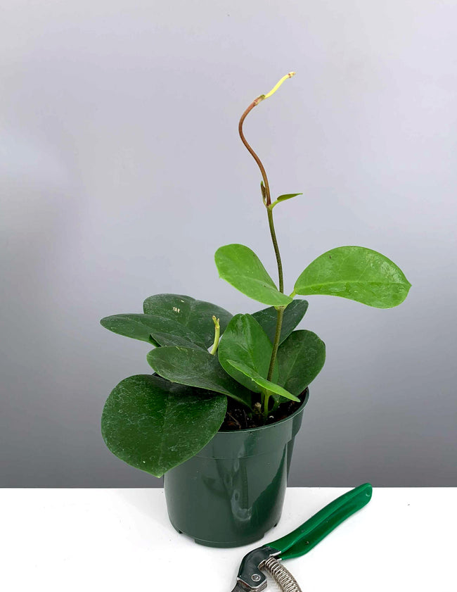 Hoya Australis - Plant Proper - 4" Pot