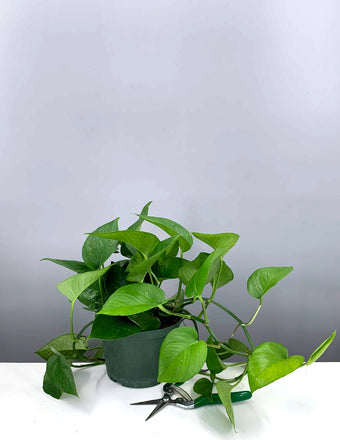 Pothos Jade - Plant Proper - 6" Pot