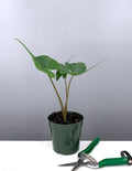 Alocasia Stingray - Plant Proper - House Plant - 4" Pot