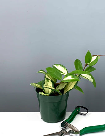 Hoya Carnosa Krimson Princess - Plant Proper - 4" Pot