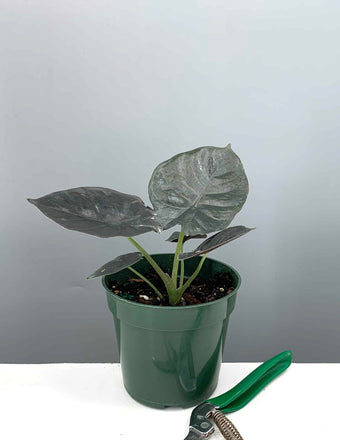 Alocasia Infernalis - Plant Proper - 4" Pot