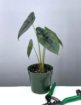 Alocasia Venusta - Plant Proper - 4" Pot