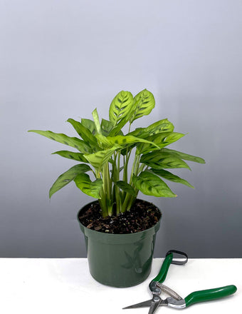 Calathea Leopardina - Plant Proper - 6" Pot