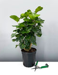 Aralia Balfour Lemon Lime Stump - Plant Proper - 6" Pot Premium