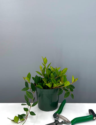 Peperomia Diamond - Plant Proper - 4" Pot