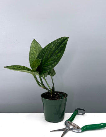 Monstera Peru - Plant Proper - 4" Pot