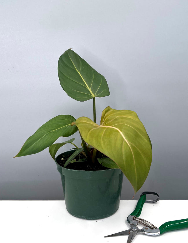 Philodendron Summer Glory - Plant Proper - 6" Pot