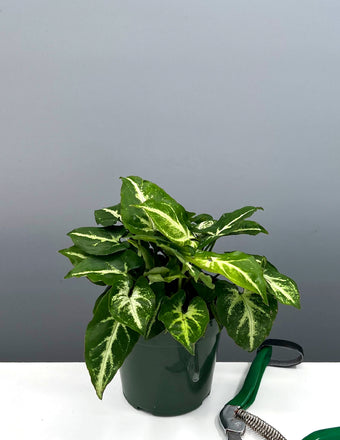 Syngonium Green Robusta - Plant Proper - 4" Pot