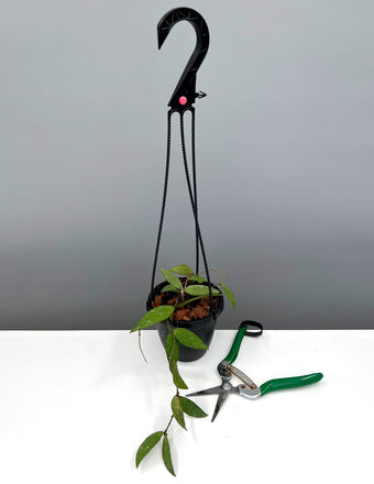 Hoya flagellata Hanging Basket - Plant Proper - 4" Pot