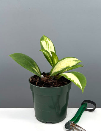 Hoya Incrassata MoonShadow - Plant Proper - 4" Pot