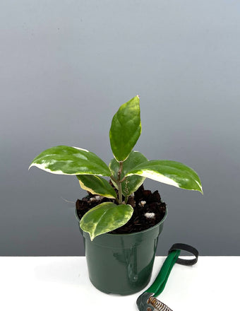 Hoya Incrassata Eclipse - Plant Proper - 4" Pot